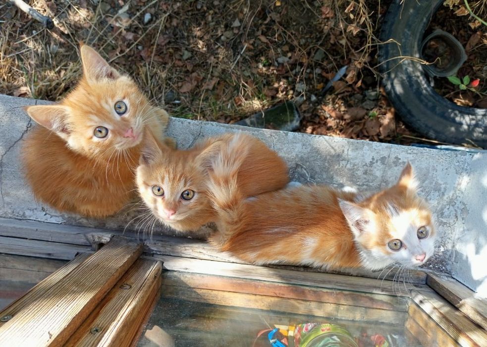 Красивые рыжики ищут свой дом