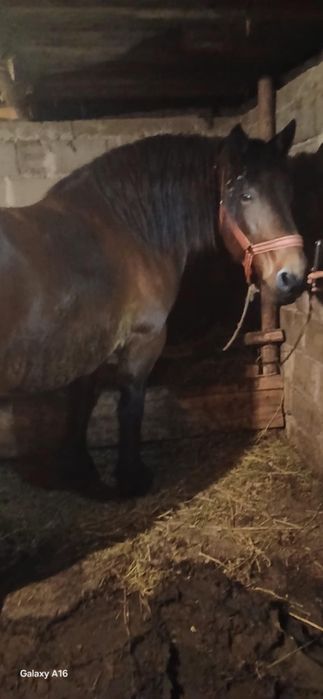 De vânzare iapă de 6 ani cu acte în regulă