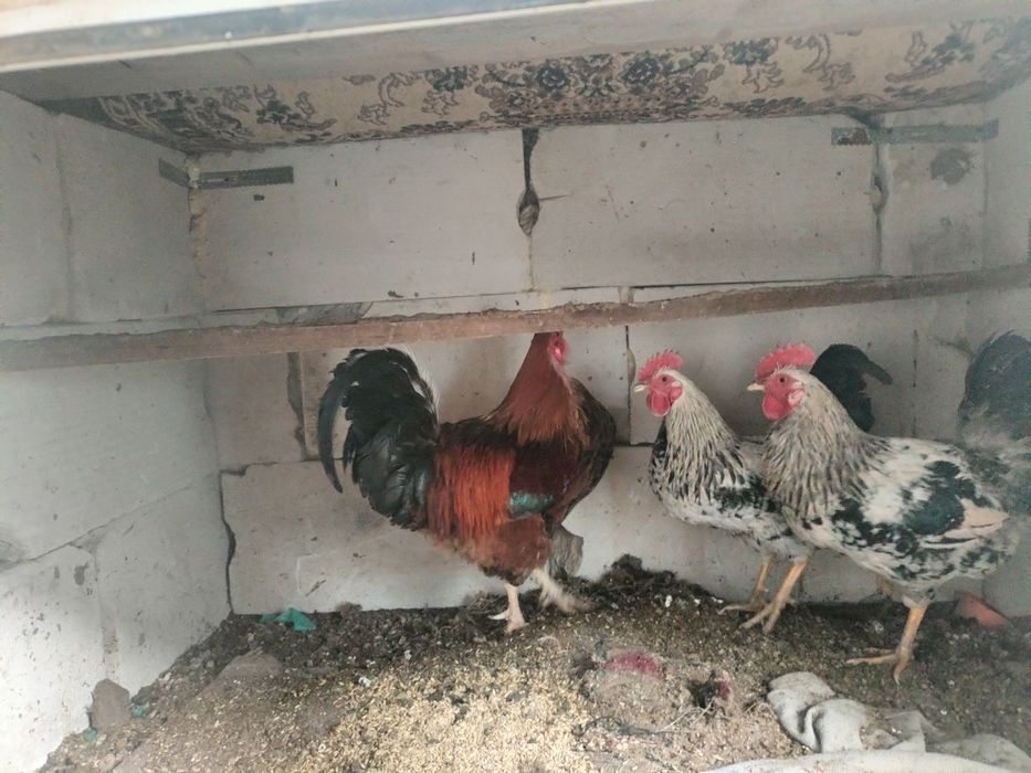 Продам домашний петухи 3