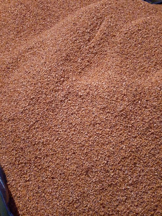 Porumb uscat producție 2025