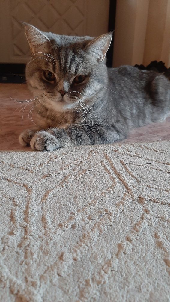 Кот британец на вязку