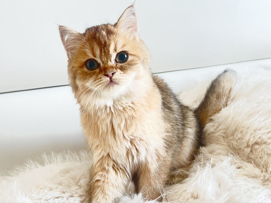 Британец шиншилла NY25