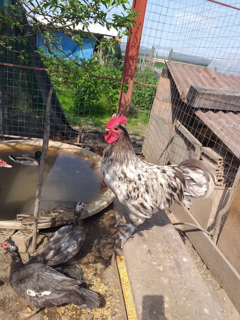 Cocoș Australorp Splash  phoenix