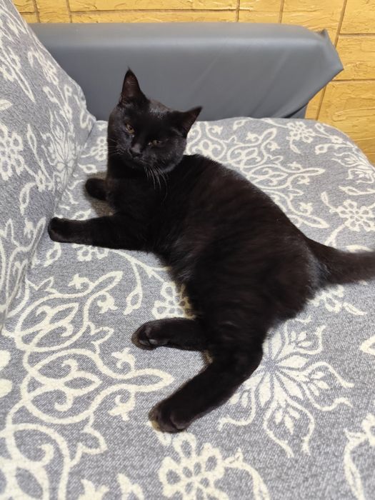 Отдам в добрые руки кареглазого Фунтика  4- х месячного