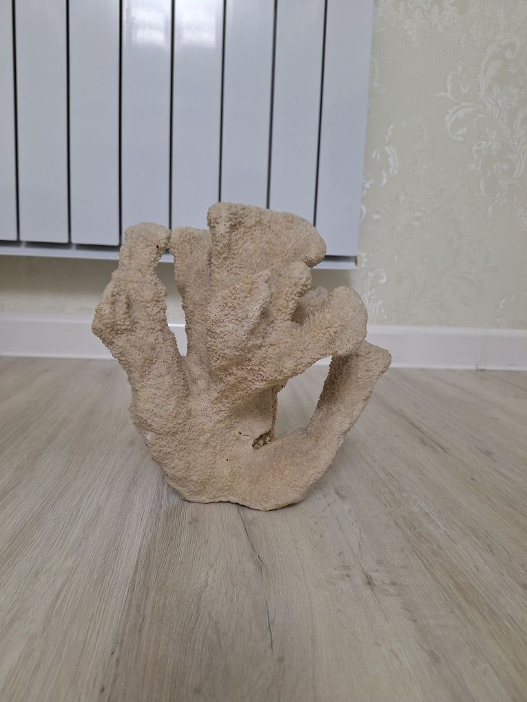 Дерево коралловый