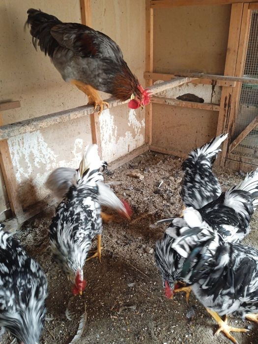 Ligorin Dalmatin zotli Xo'rozlar SOTILADI