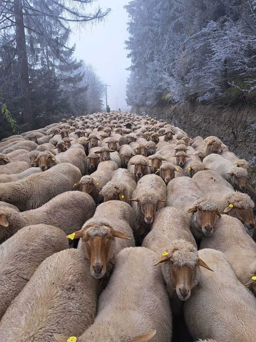 berbeci si oi de vanzare