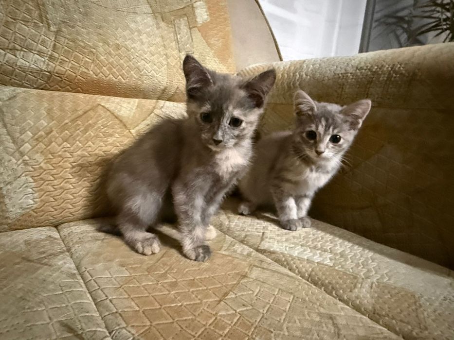 Дарю котят  2.5 мес