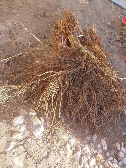 Butasi vita de vie altoita și hibrid