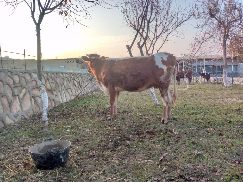 Sigir tezda sotiladi