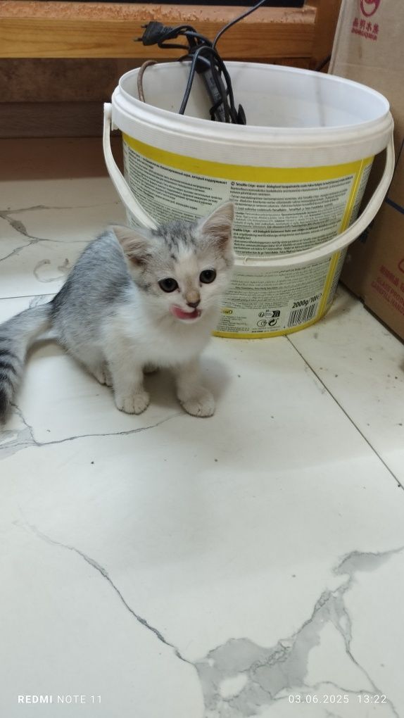 Продаются Шиншилла котята