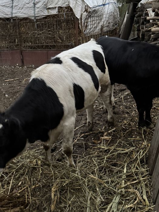 2 Vițele cu varste de 5,6 luni