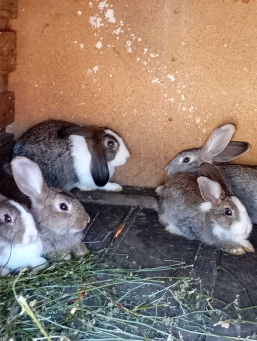 VÂND 6 Iepurași 5 Luni!