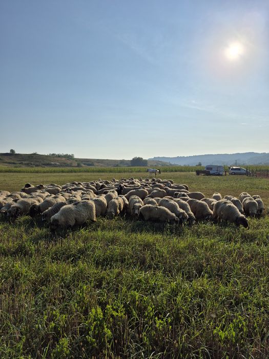 de vanzare oi si miei