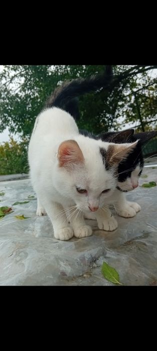 pui de pisica metis 2 fetițe