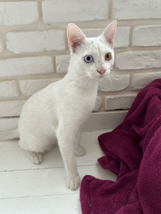 Подарявам мъжко коте с разноцветни очи