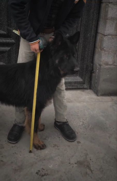 Тоза конли немис афчаркаси сотилади (айик калла)