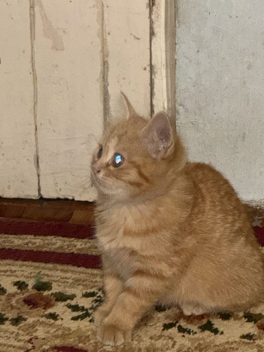 кошка Скотиш фолд