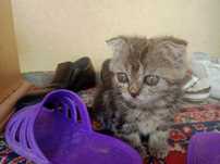 Котенок отдам в хорошие руки!!