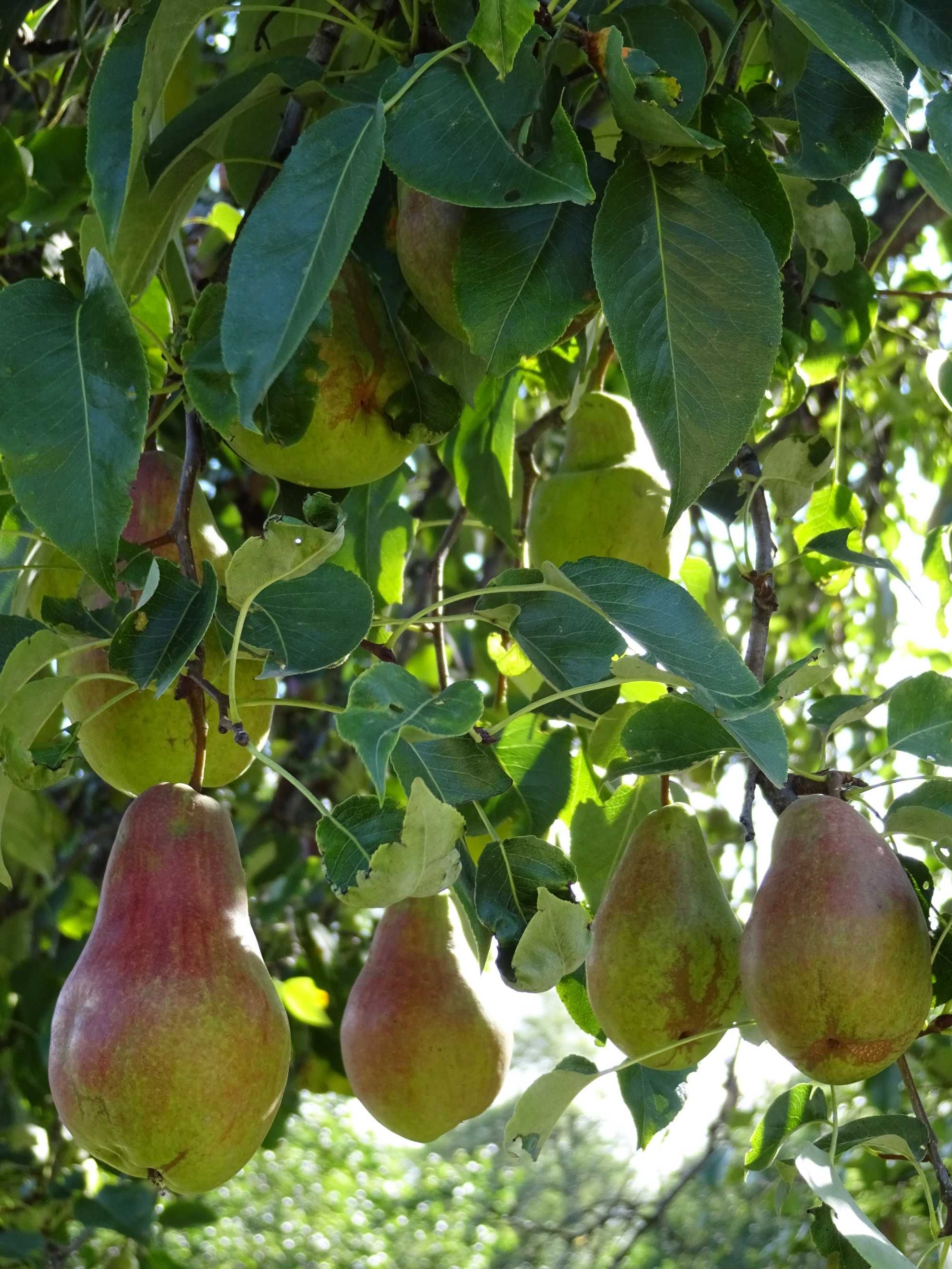 Дачу в горах продам.