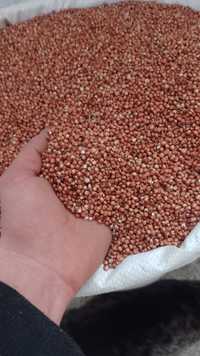 Sorg Roșu și Amestec de cereale 7 semințe