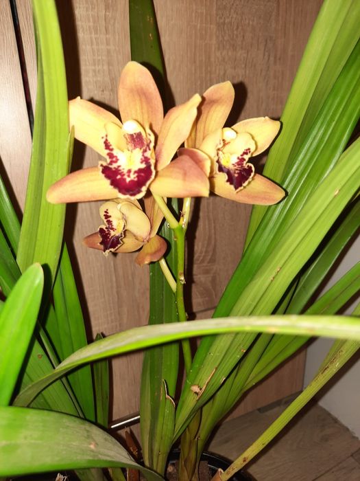 Орхидея цимбидиум с цвят