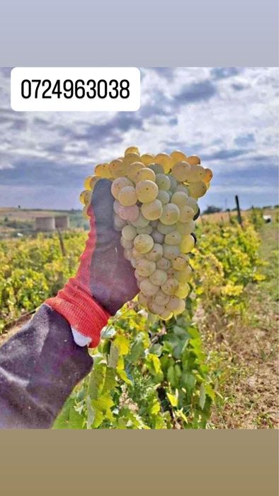Struguri de vin