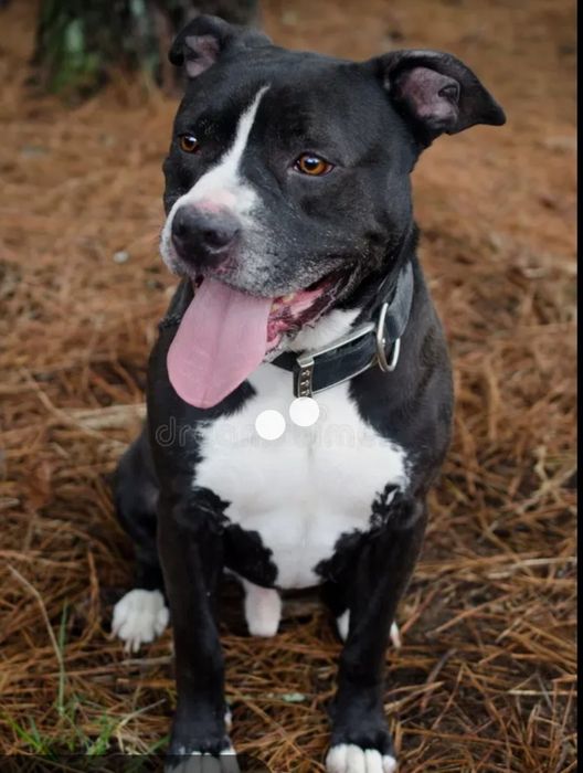 Срочно Пит бультерьер американский мальчик 2 года , сильный здоровый