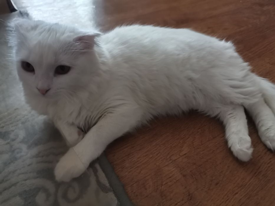Шотландский породистый  кот