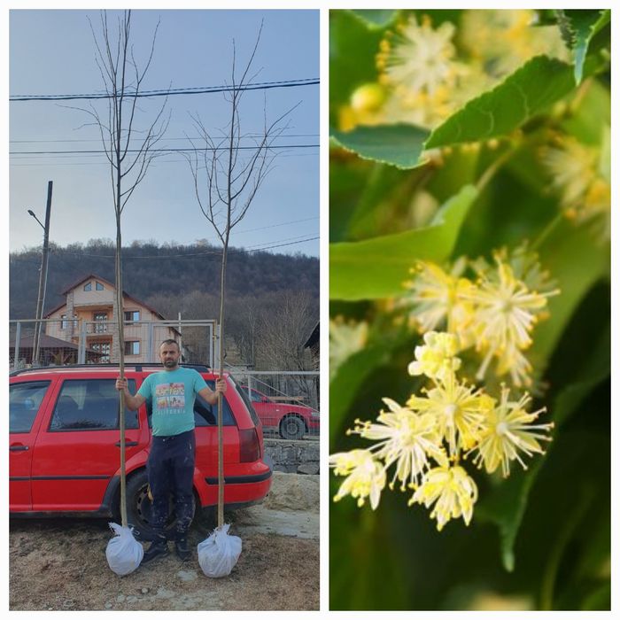 Arțar verde, mesteacan decorativ, tei argintiu, platani, stejar verde,