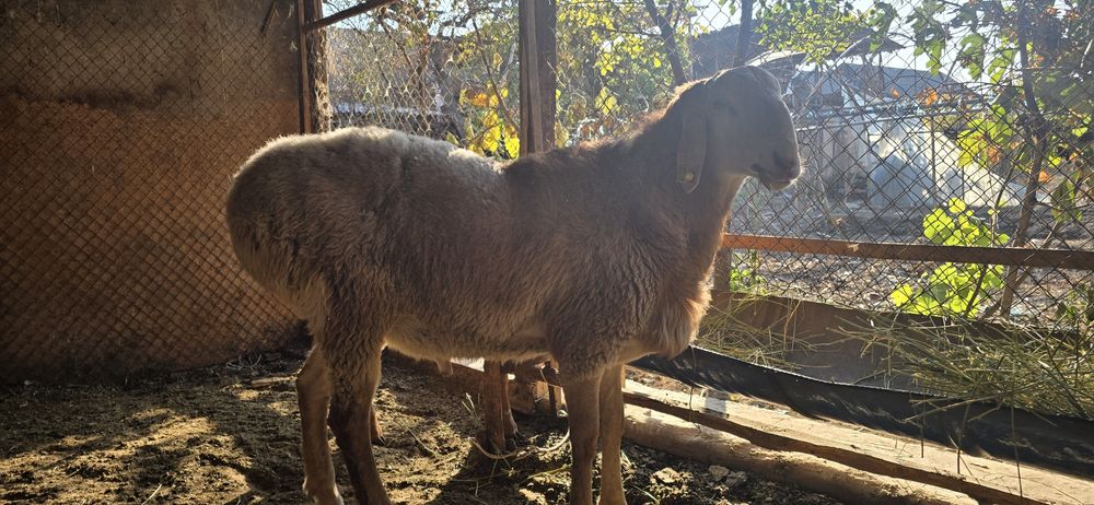 Арашан кузи кучкор