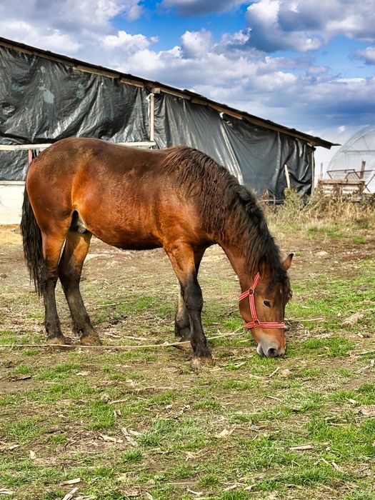 Vand manz de un an jumate