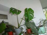 Monstera-монстера