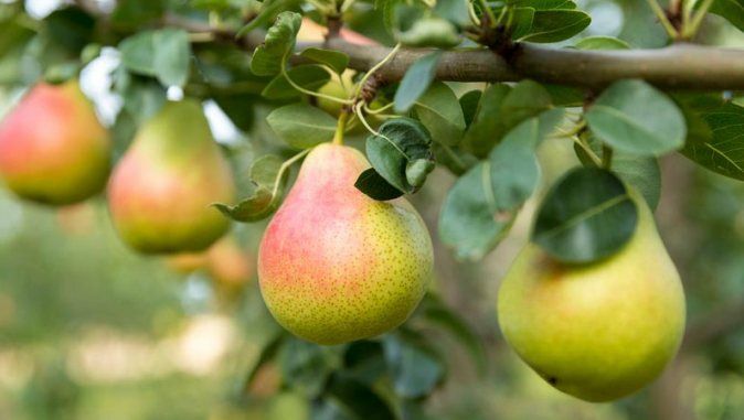 Pomi Fructiferi Glia Stramoseasca (Soiuri De Păr )