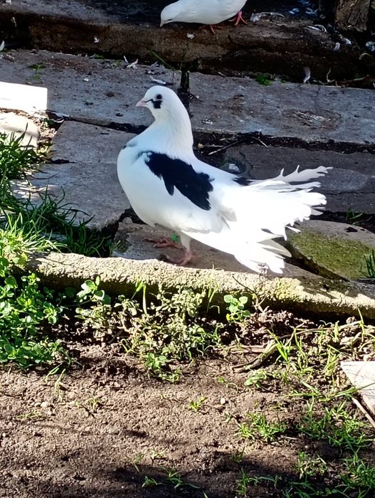 Гълъби фенерлия декорация