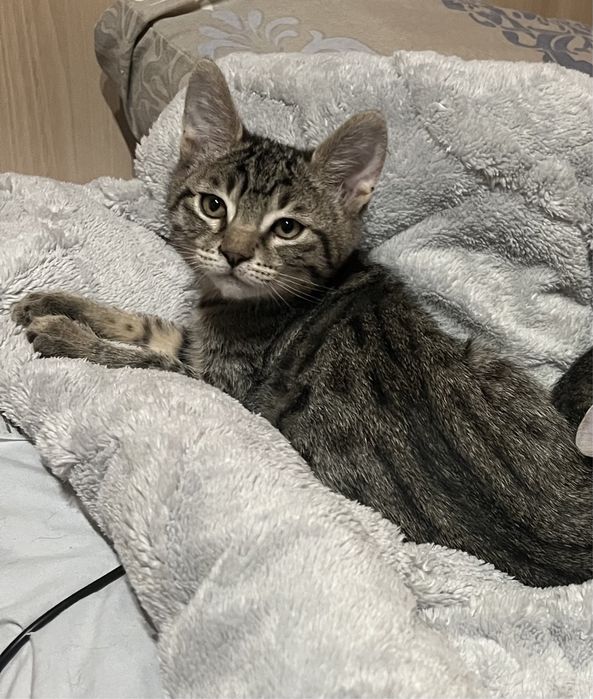 Мъжко коте търси дом