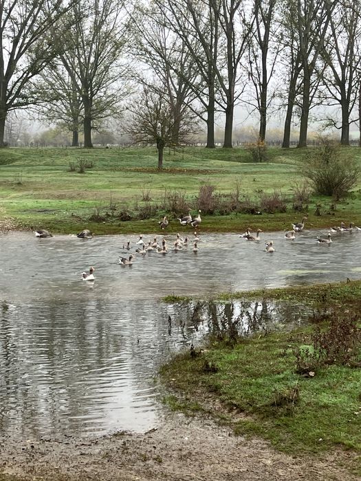 Продавам яйца от гъски