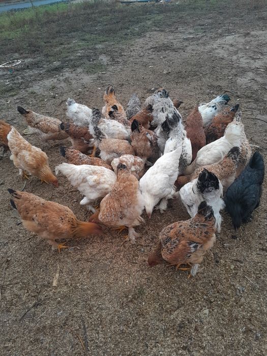 Vând 10 păsări 6 luni scoși la clocitoare 45 buc