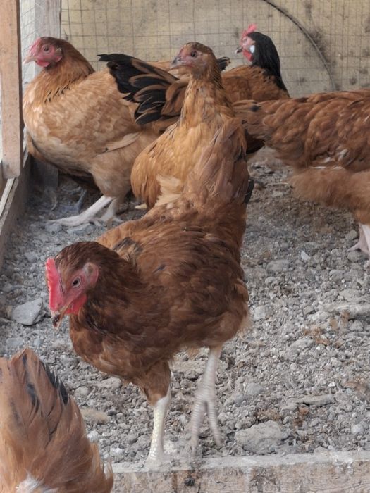 Товуклар сотилади Адлер Форверк Российский