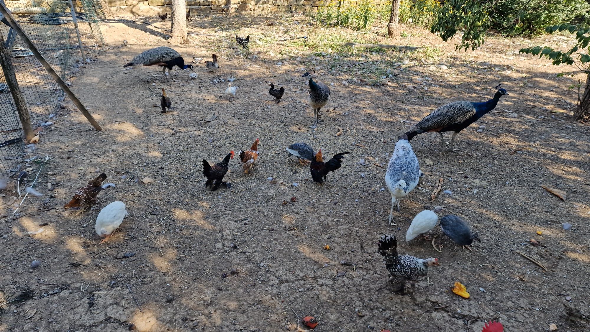 Кокошки, гълъби, пауни, токачки.