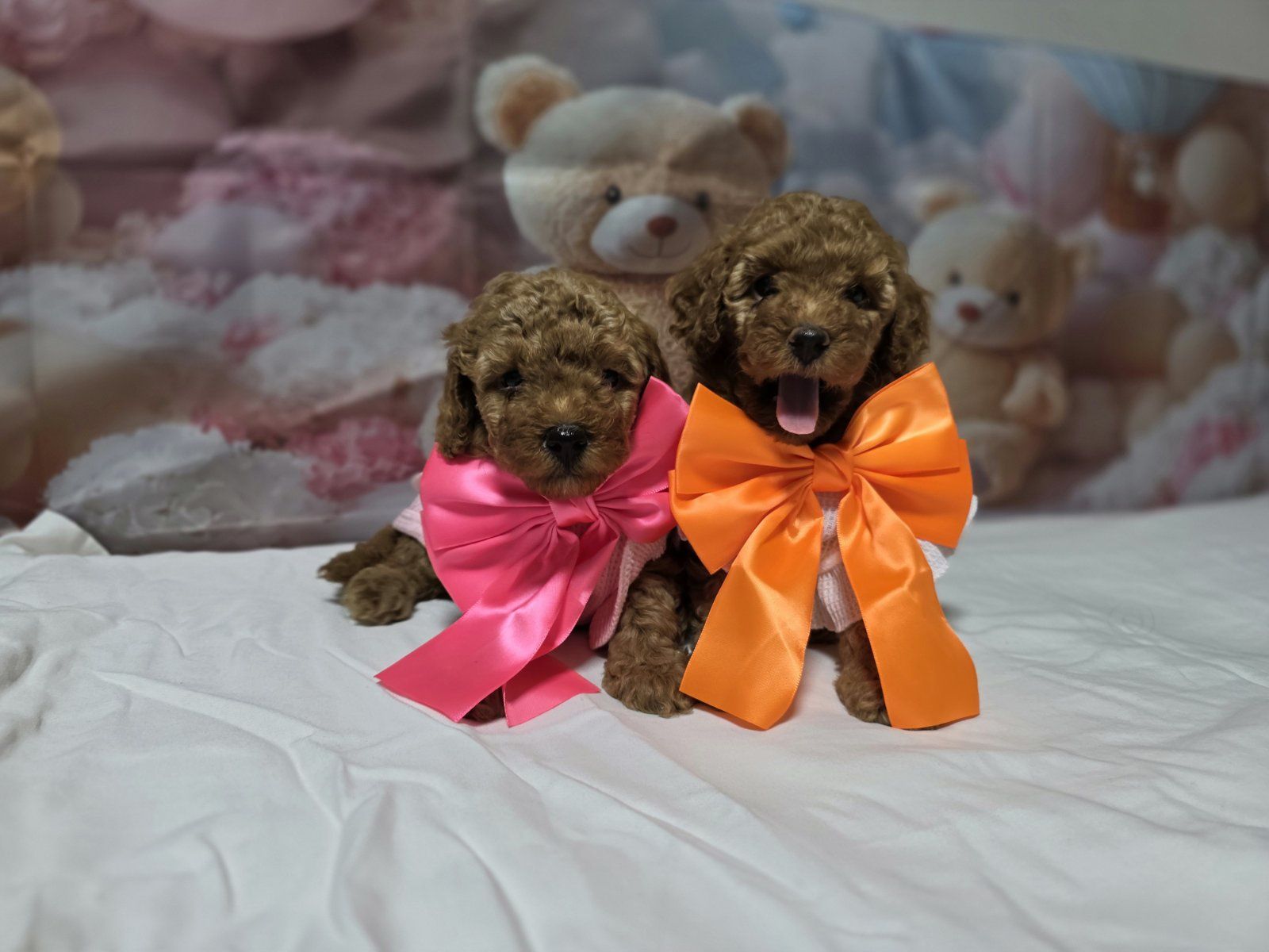 Пудел той poodle