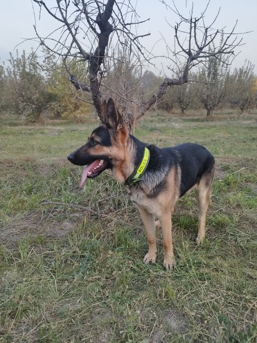 Чистокровный Авчарка Кобель 8 месяц