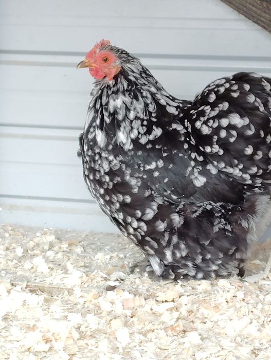 Oua cochinchina pitic