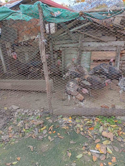 Продавам  домашни пуйки