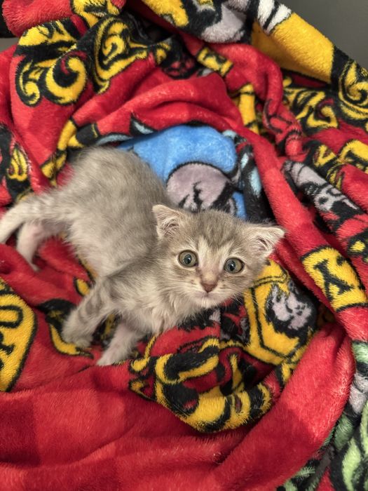 Малышка ищет заботливую семью