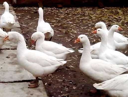 vand doua perechi de gaste lesesti gascani albi si gaste negre