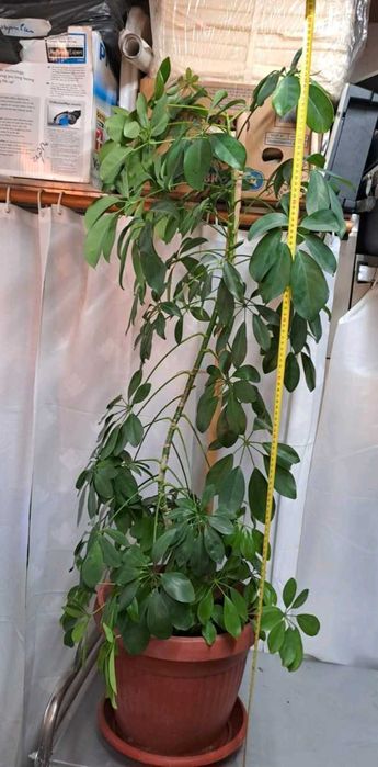 Продавам шефлера