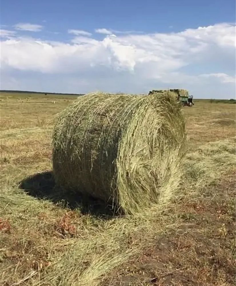 Предзаказ Суданка (сено суданки/суданка шөбі) высшый сорт!