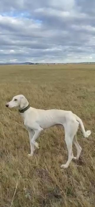 Жаргак тазы сатам 1.5 ай .Еркек