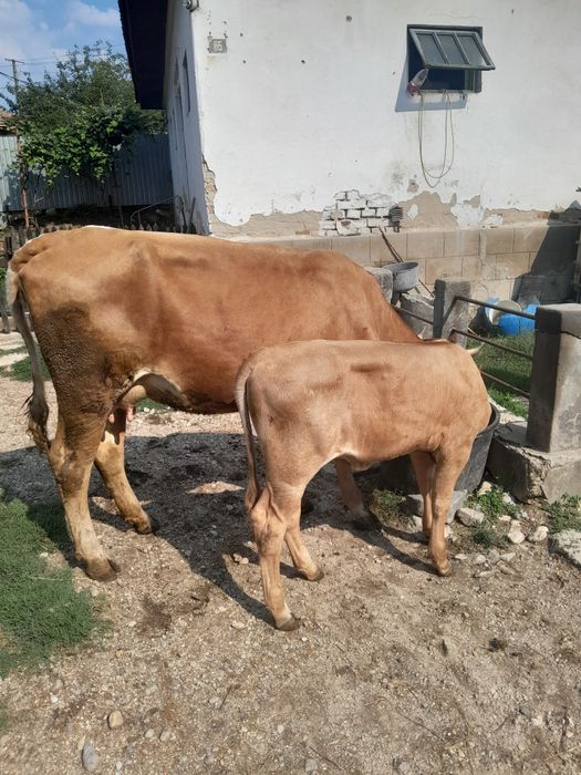 Juninca la prima fătare.